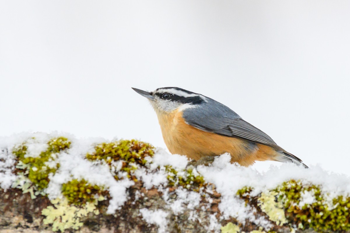 Red-breasted Nuthatch - Donna Keller