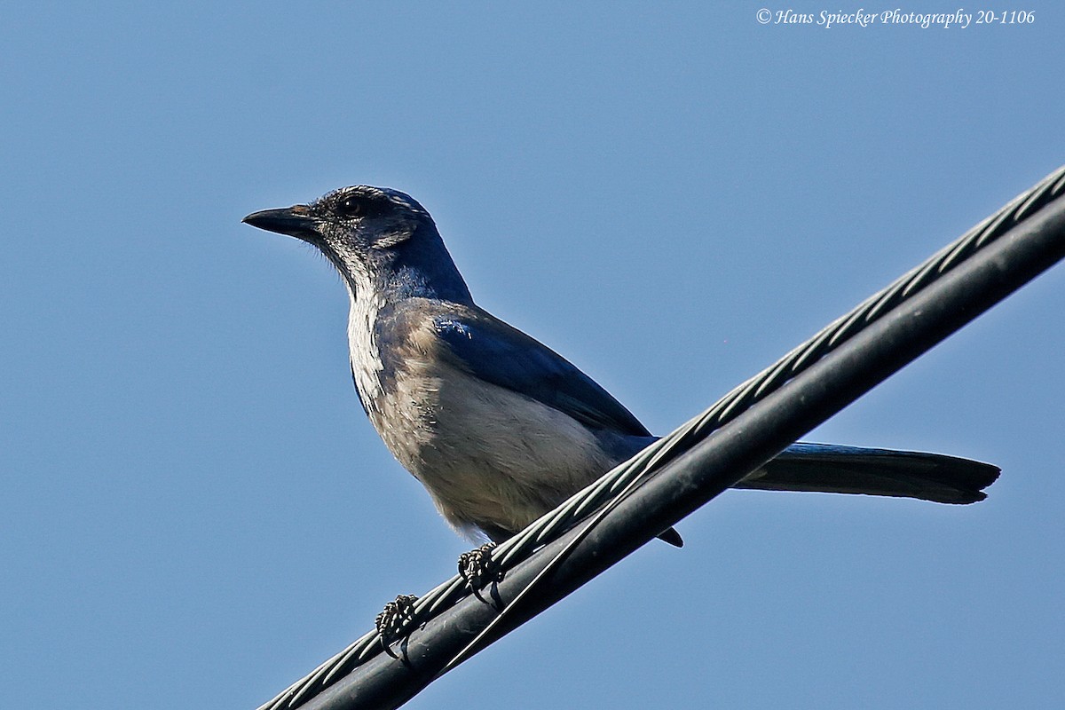 California Scrub-Jay - ML199702921