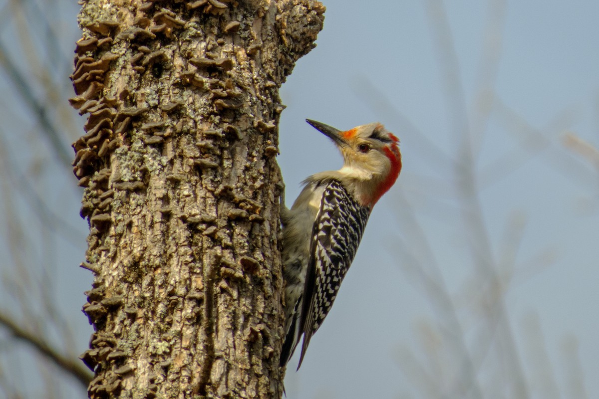 Red-bellied Woodpecker - ML199704871