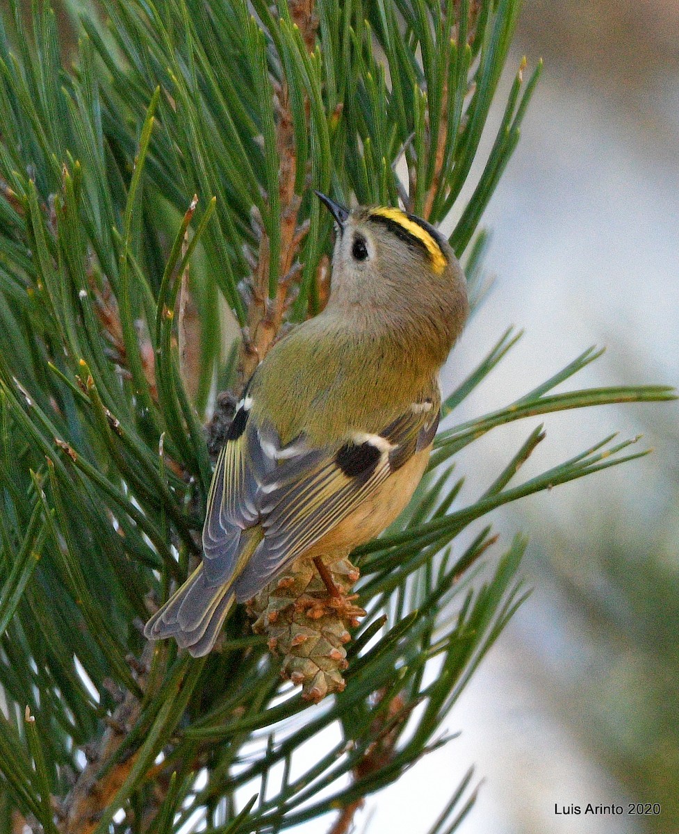 Goldcrest - ML199705241