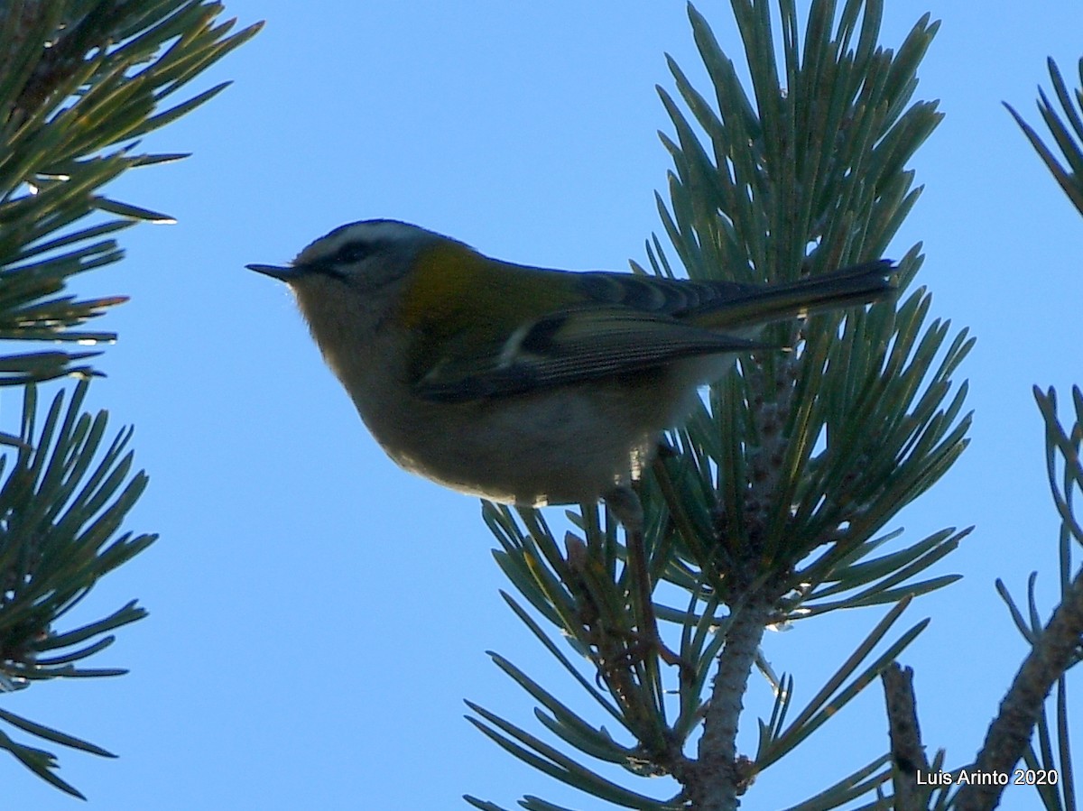 Common Firecrest - ML199705441