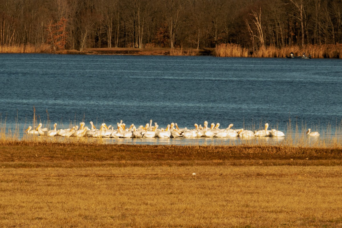 American White Pelican - ML199706931