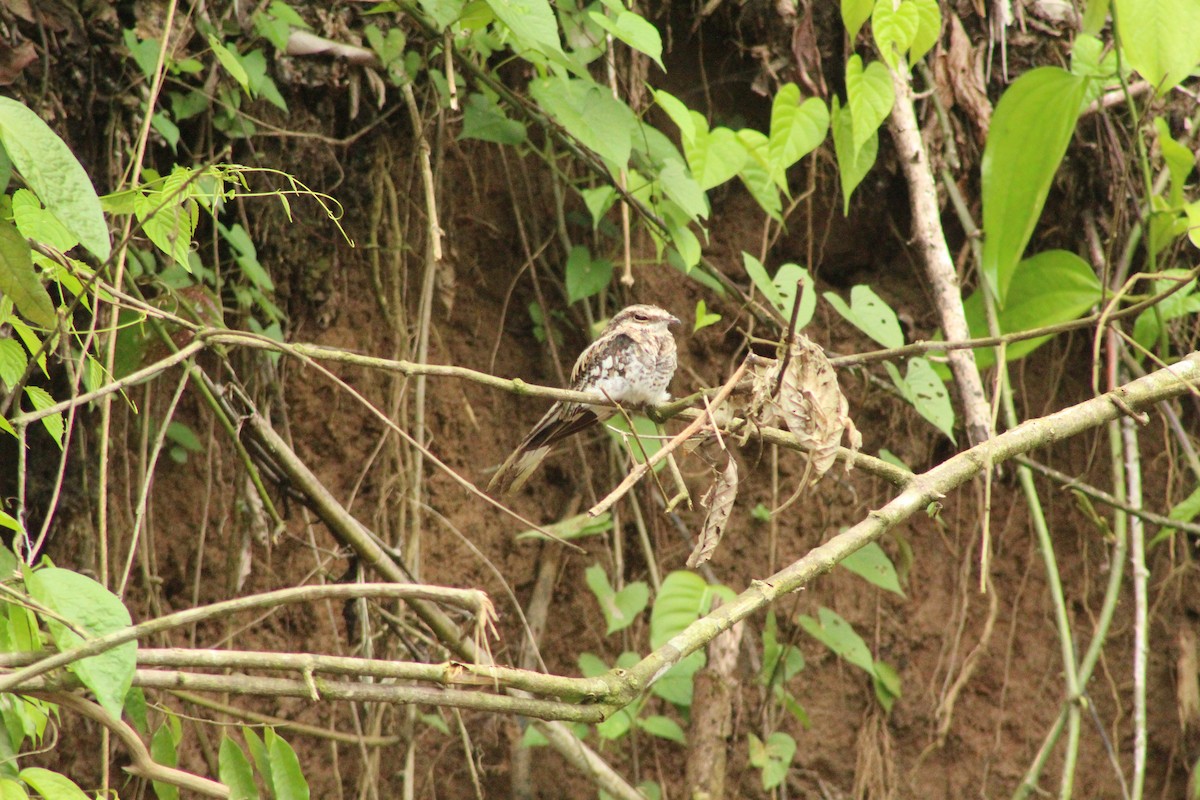 Ladder-tailed Nightjar - ML199706971