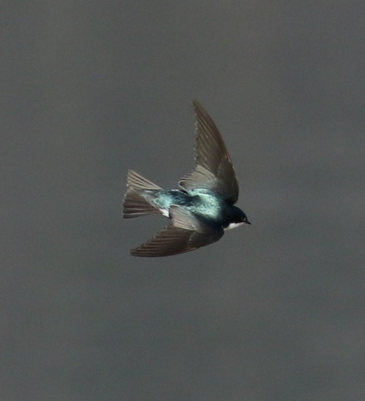 Tree Swallow - Michael Wartenberg