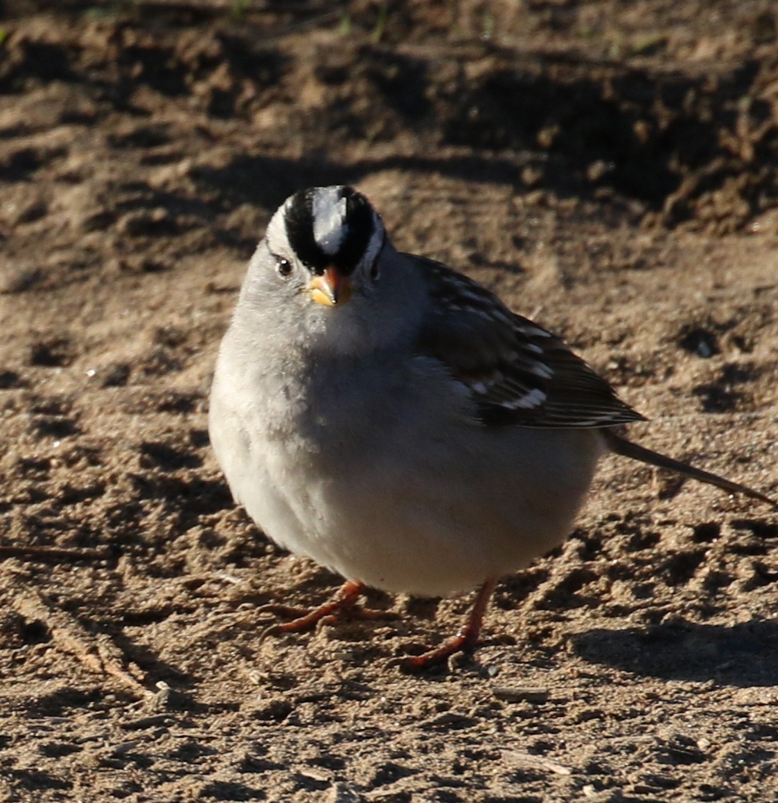 White-crowned Sparrow - Michael Wartenberg