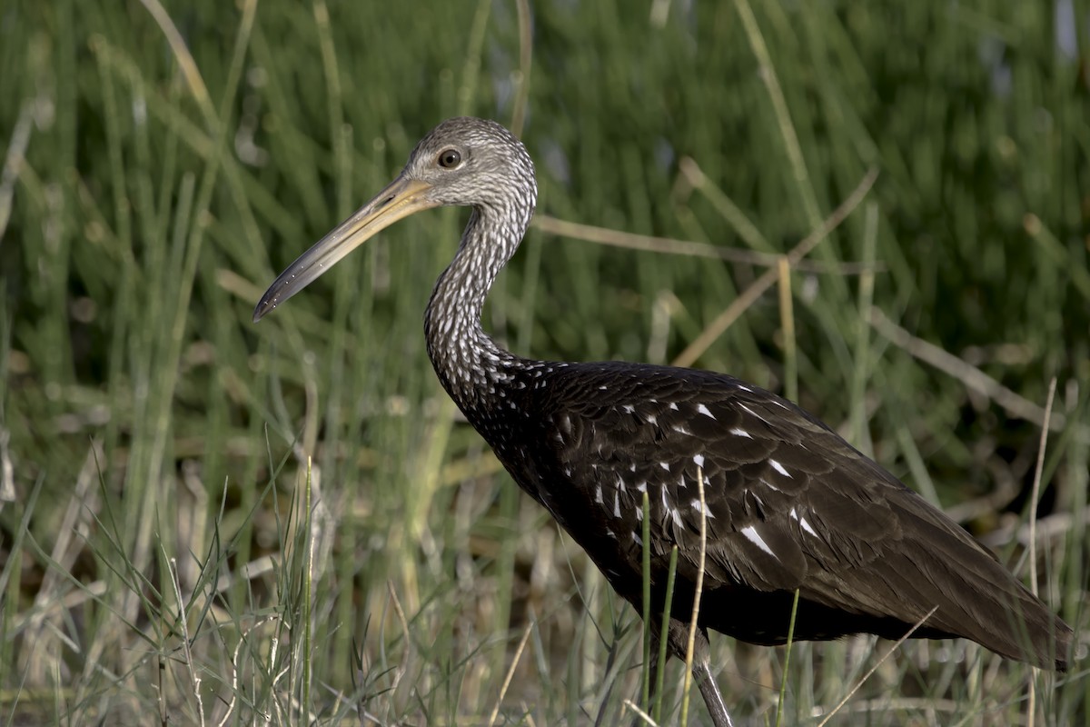 Limpkin - Jorge Eduardo Ruano