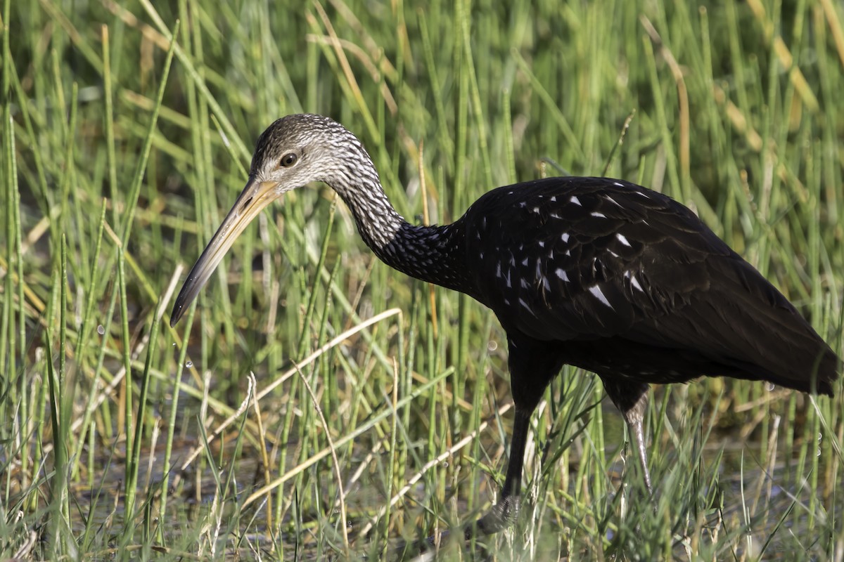 Limpkin - Jorge Eduardo Ruano