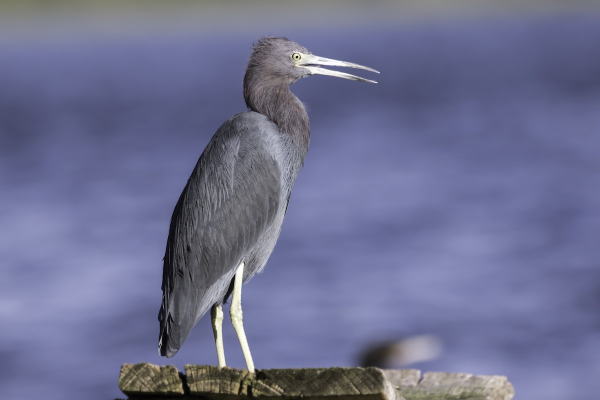 Aigrette bleue - ML199709061