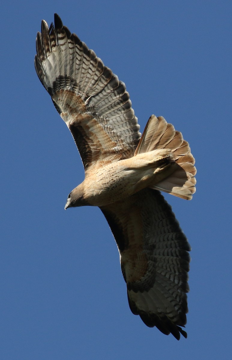 Red-tailed Hawk - Michael Wartenberg
