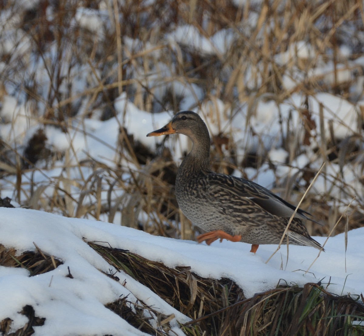 Mallard - ML199711031