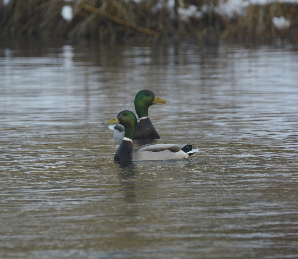 Mallard - Jacob Miller