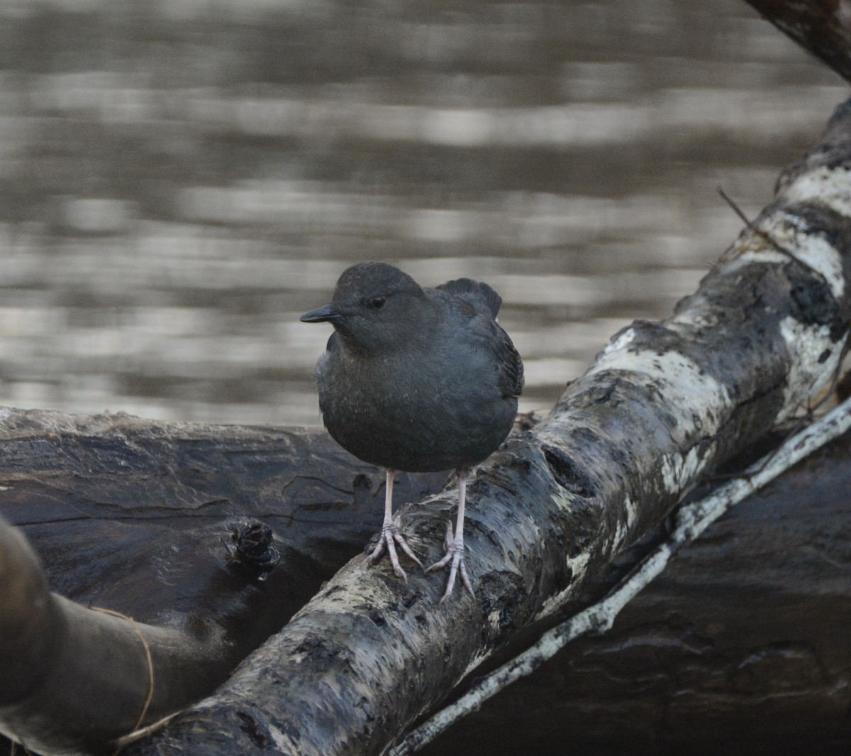 American Dipper - ML199711131