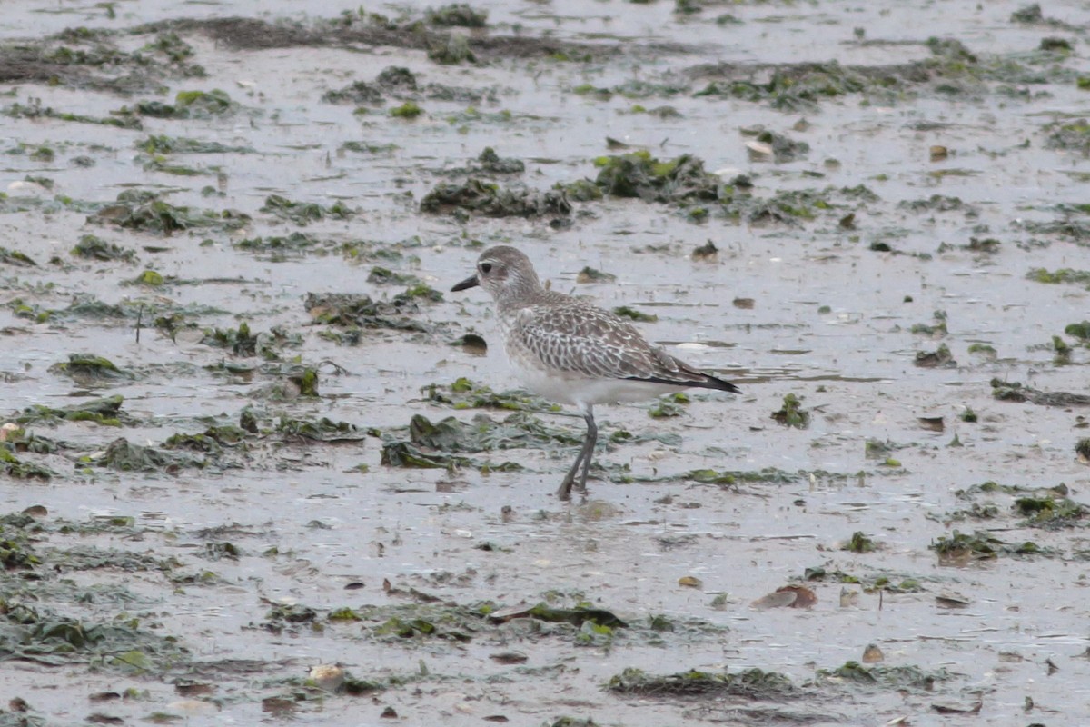 Black-bellied Plover - ML199713391