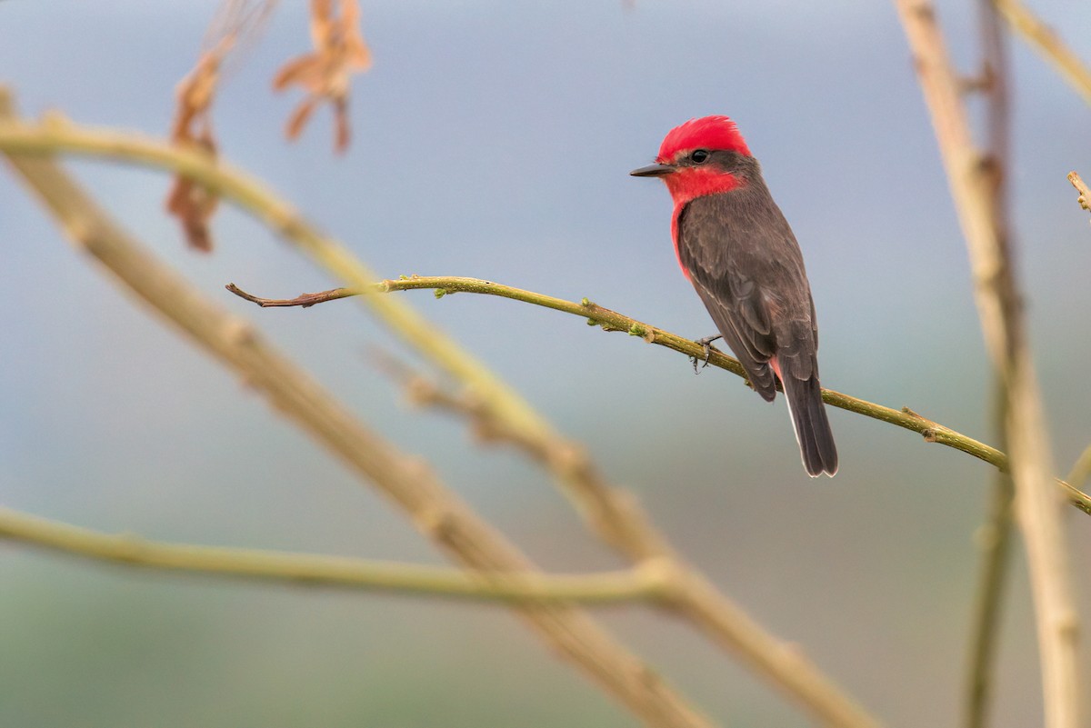 Vermilion Flycatcher - ML199714831