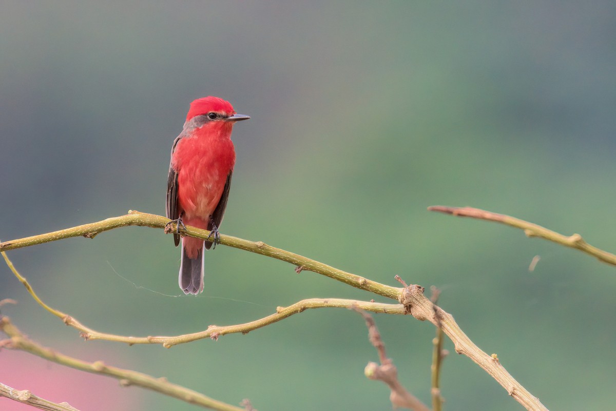 Vermilion Flycatcher - Cesar Ponce