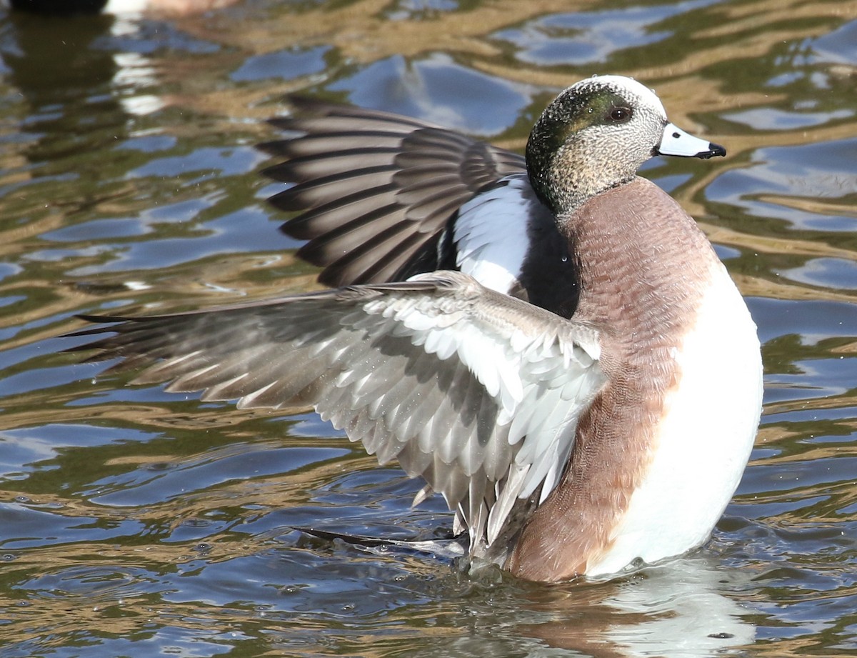 American Wigeon - Michael Wartenberg