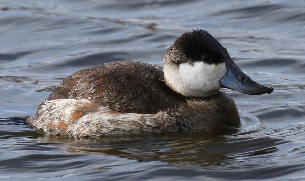 Ruddy Duck - ML199715381