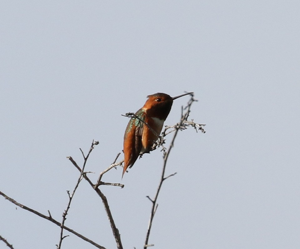 Allen's Hummingbird - Michael Wartenberg