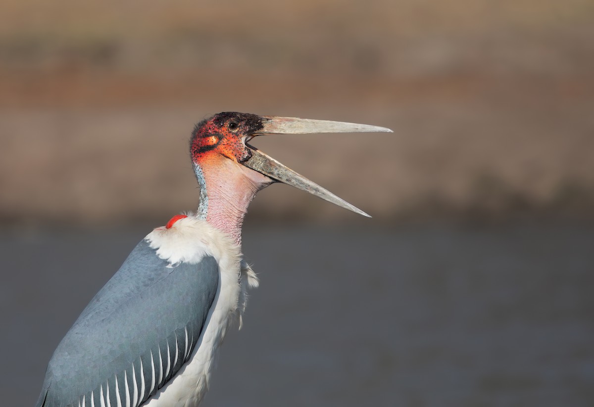 Marabou Stork - ML199715511