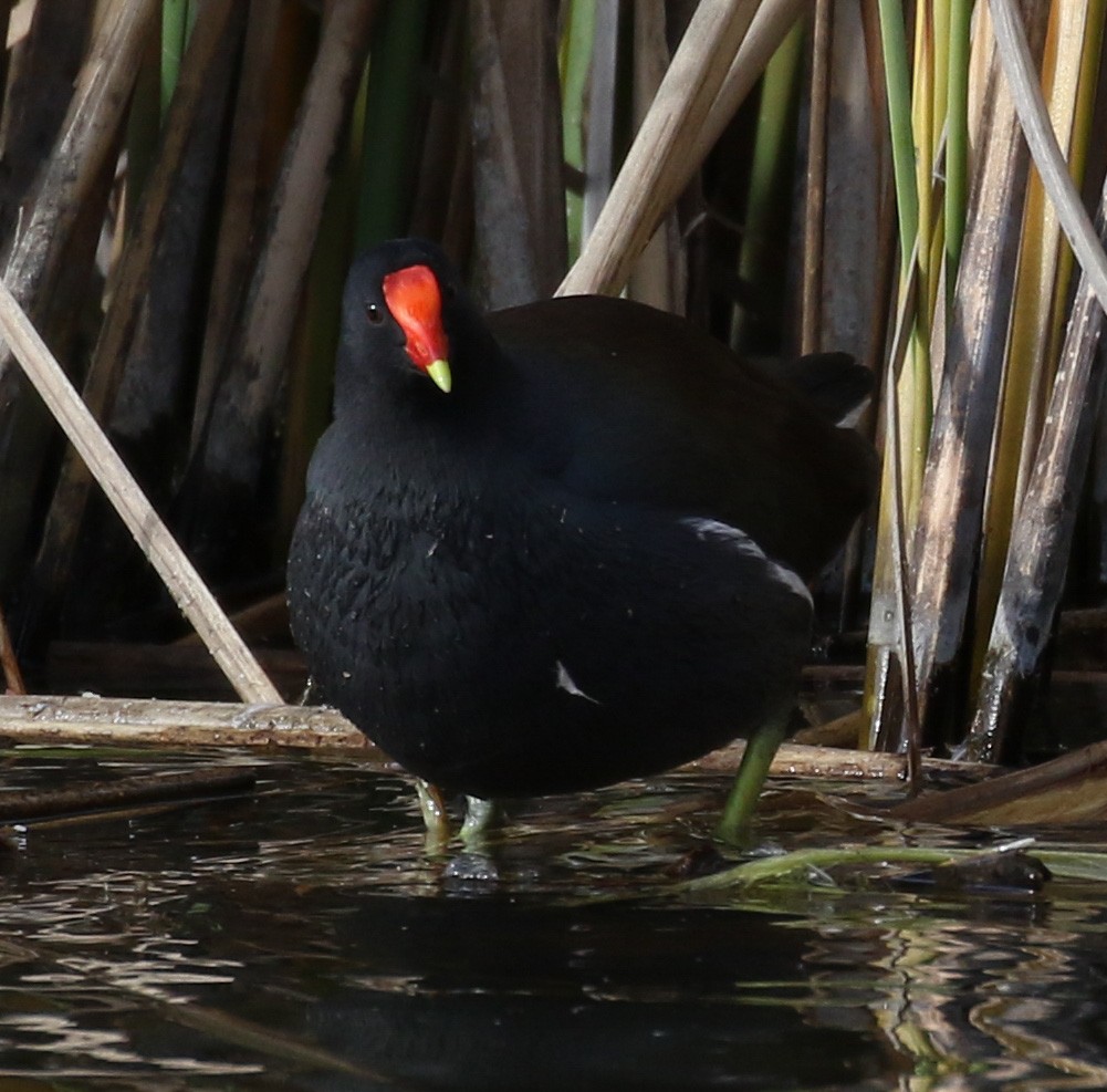 Common Gallinule - Michael Wartenberg