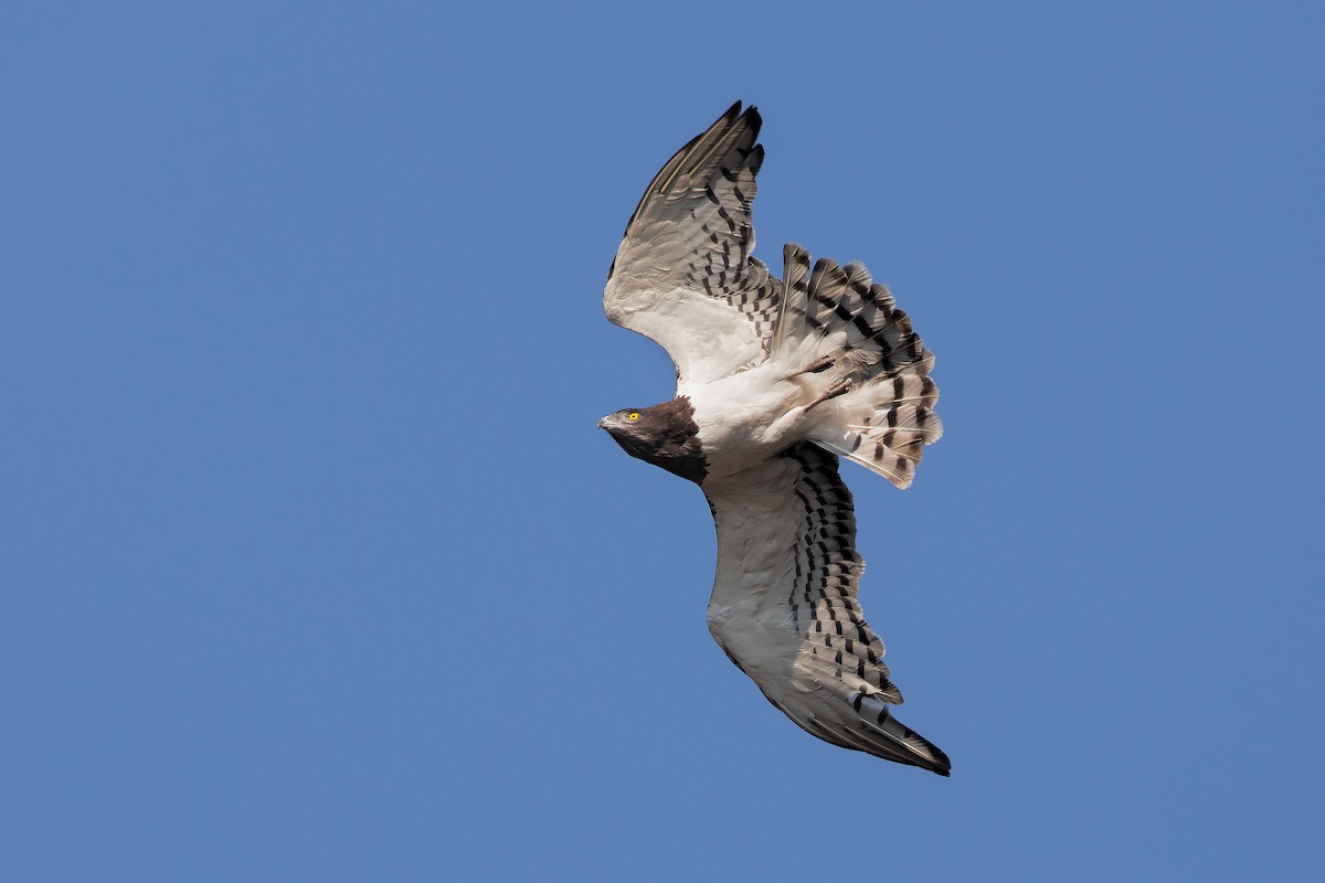 Black-chested Snake-Eagle - Marco Valentini