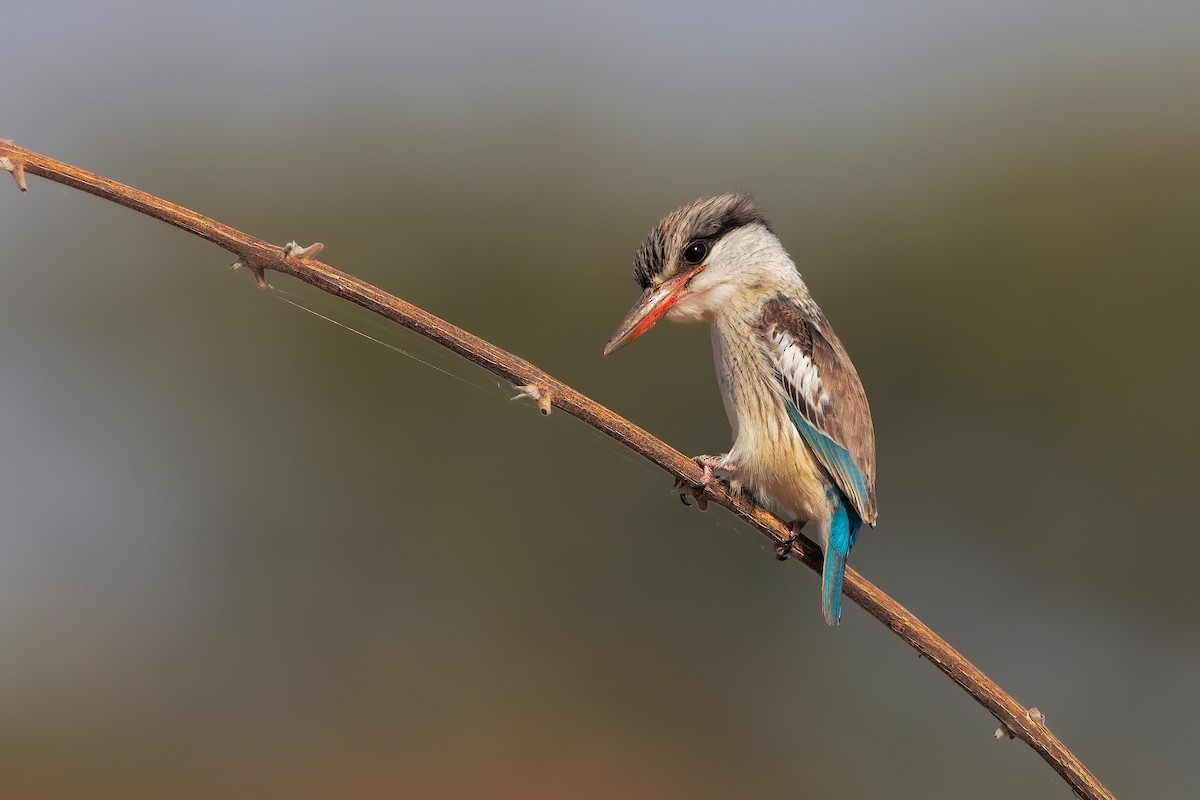 Striped Kingfisher - ML199715791