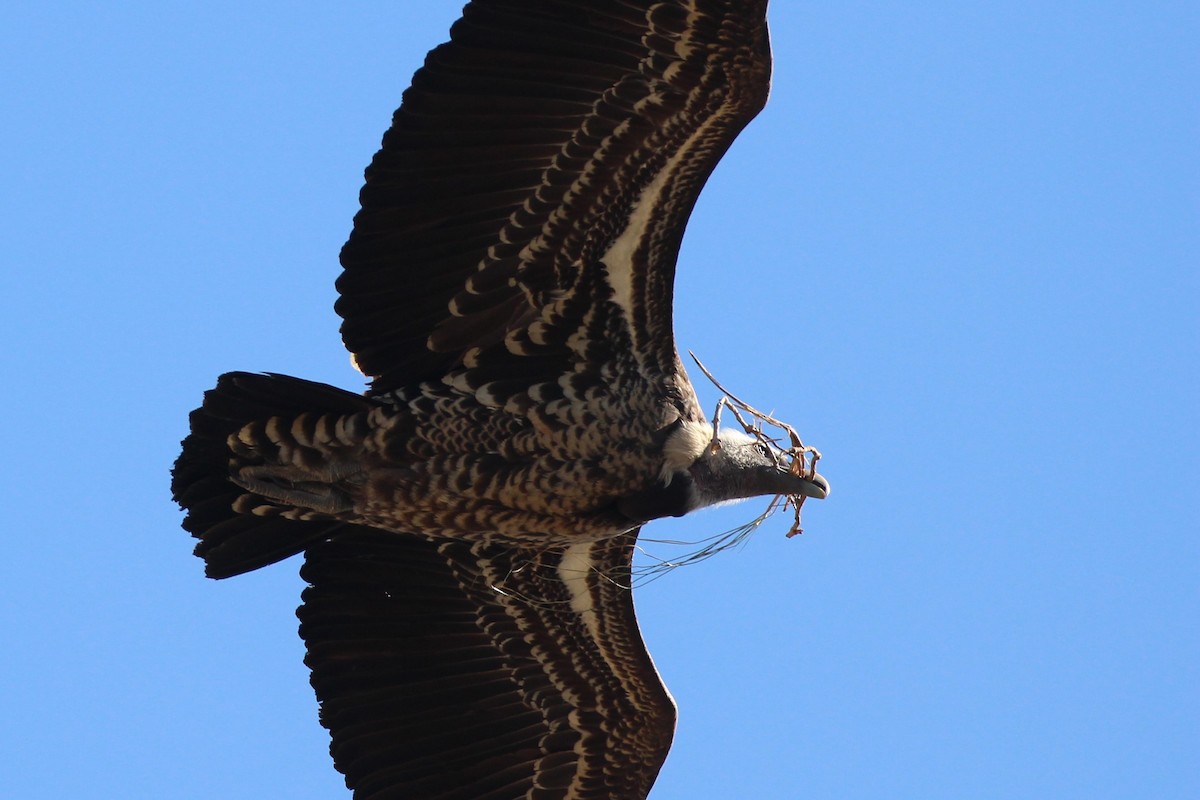 Rüppell's Griffon - ML199715861