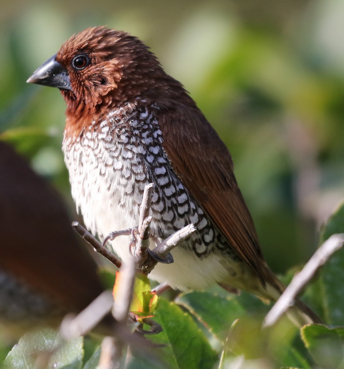 Scaly-breasted Munia - ML199716551