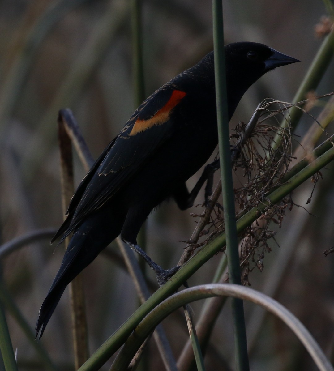 Red-winged Blackbird - Michael Wartenberg