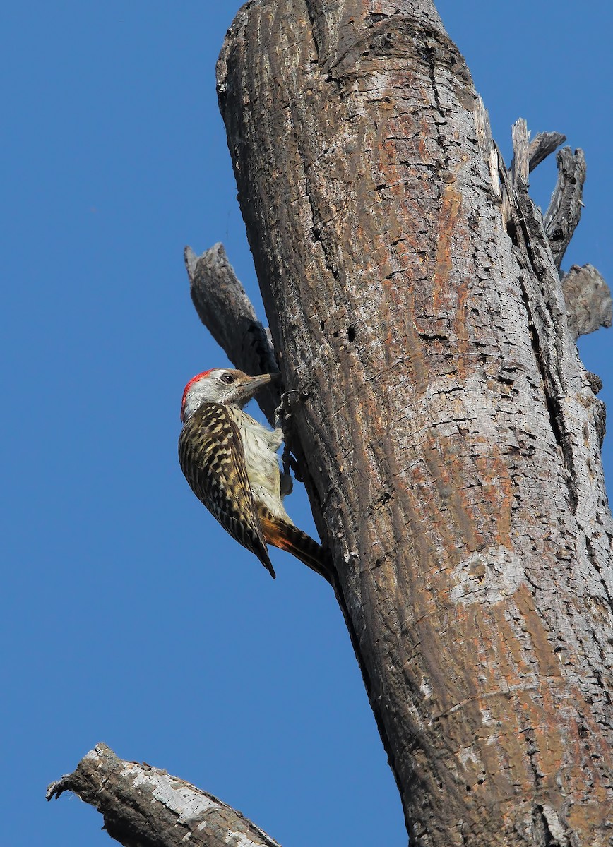 Cardinal Woodpecker - ML199717041