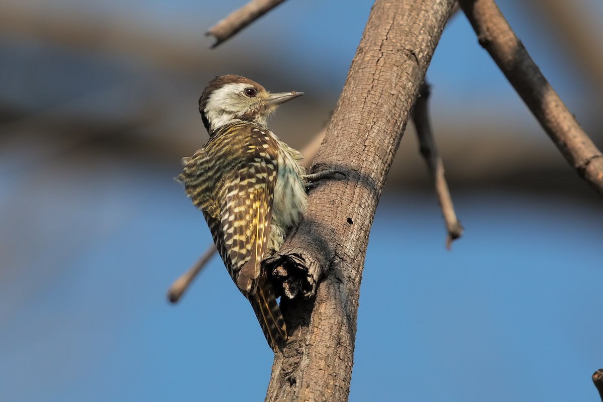 Cardinal Woodpecker - Marco Valentini