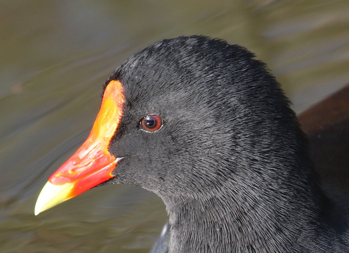 Common Gallinule - Michael Wartenberg