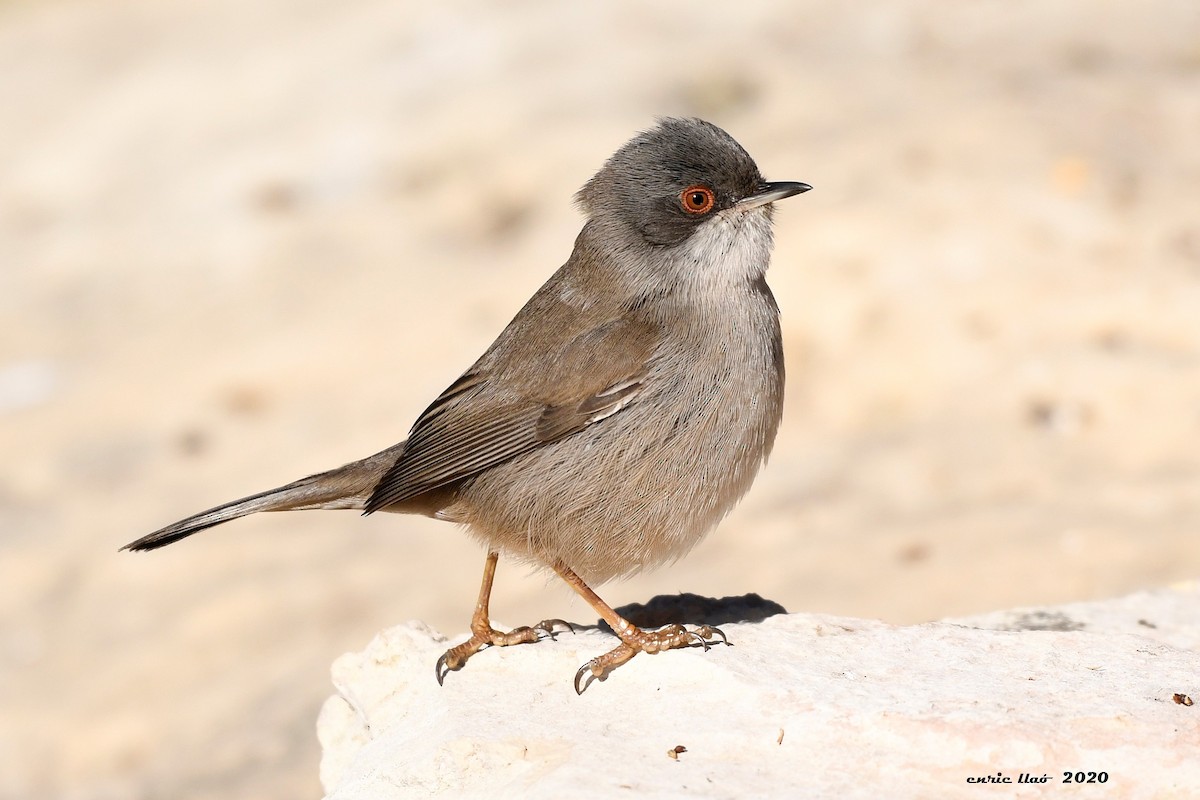 Sardinian Warbler - ML199717621