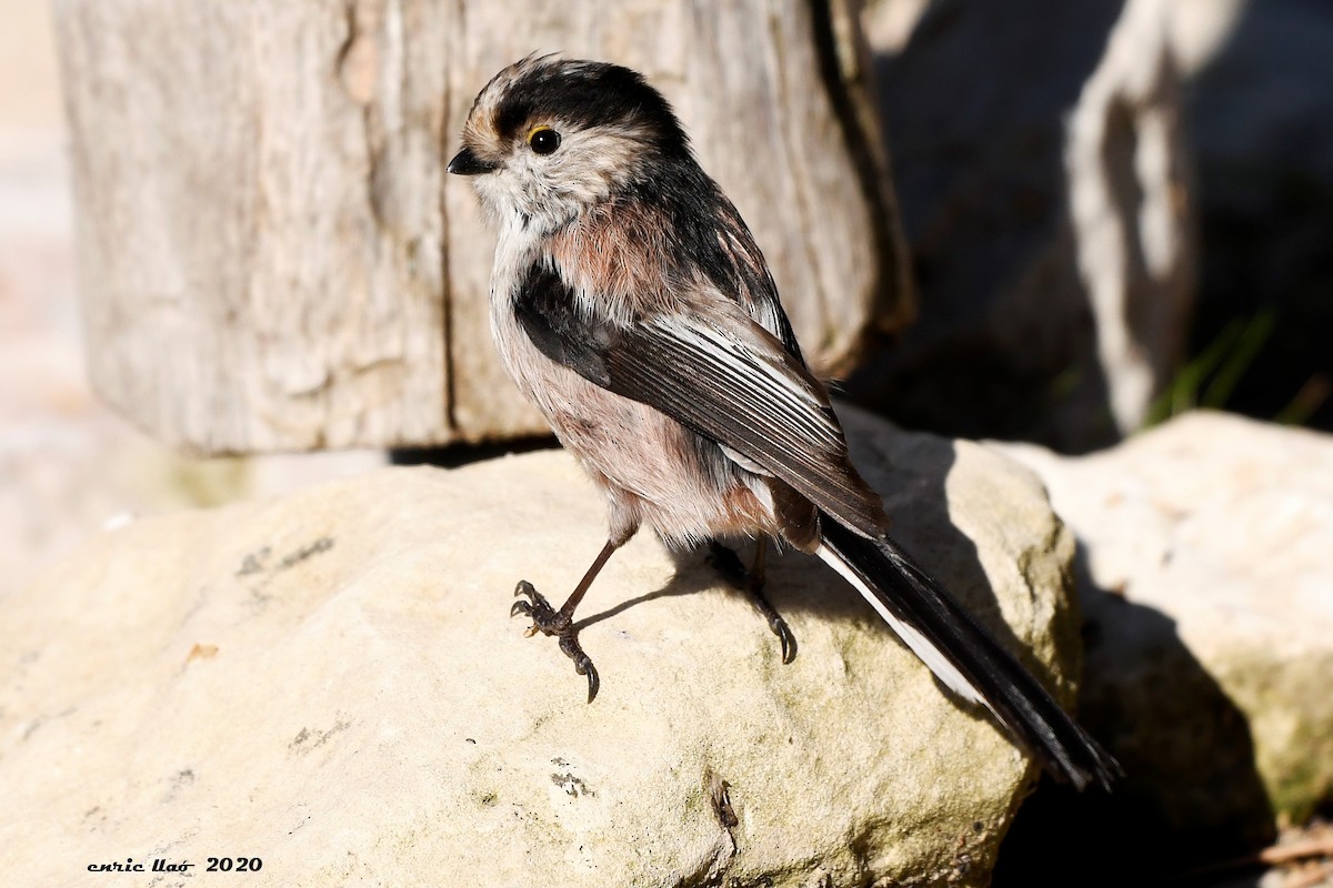 Long-tailed Tit - ML199717741