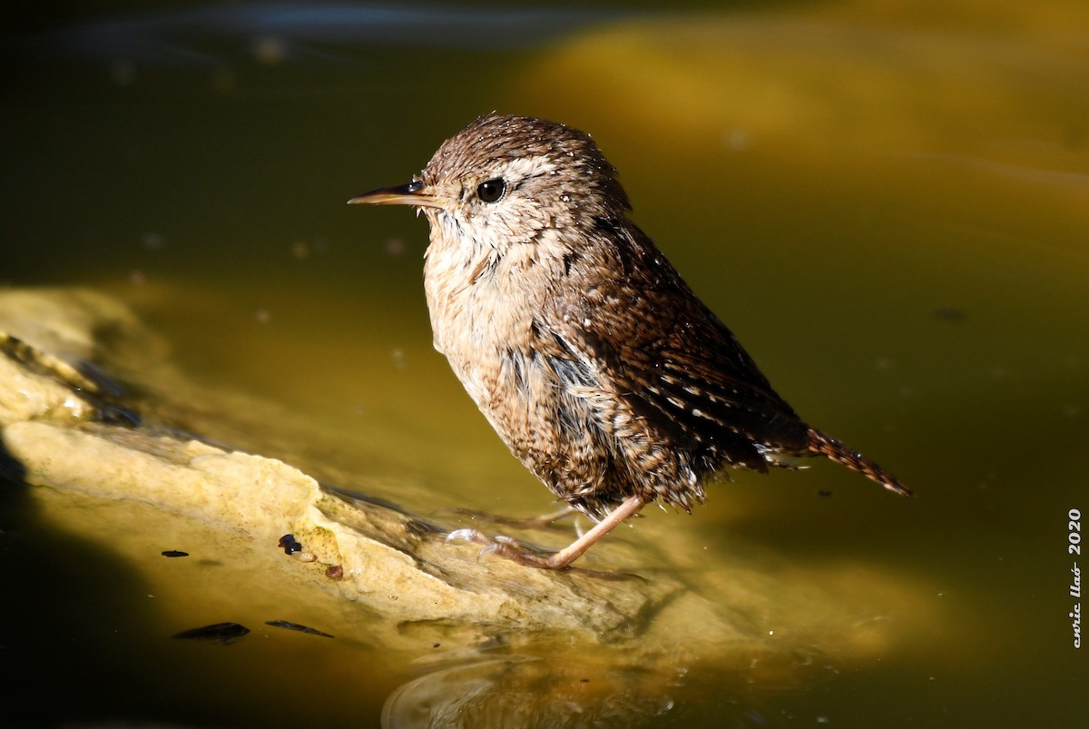 Eurasian Wren - ML199717781