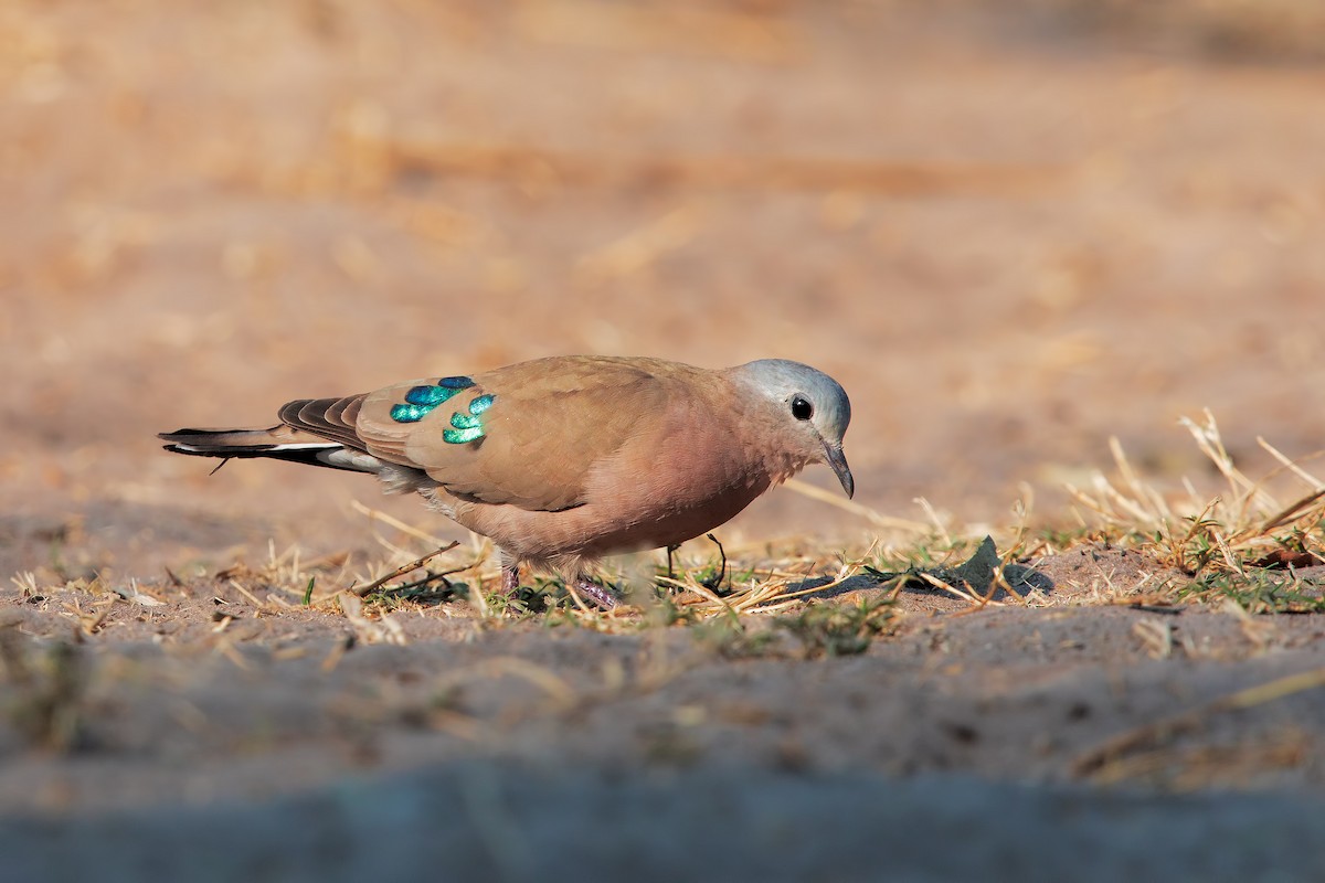 Emerald-spotted Wood-Dove - ML199718221