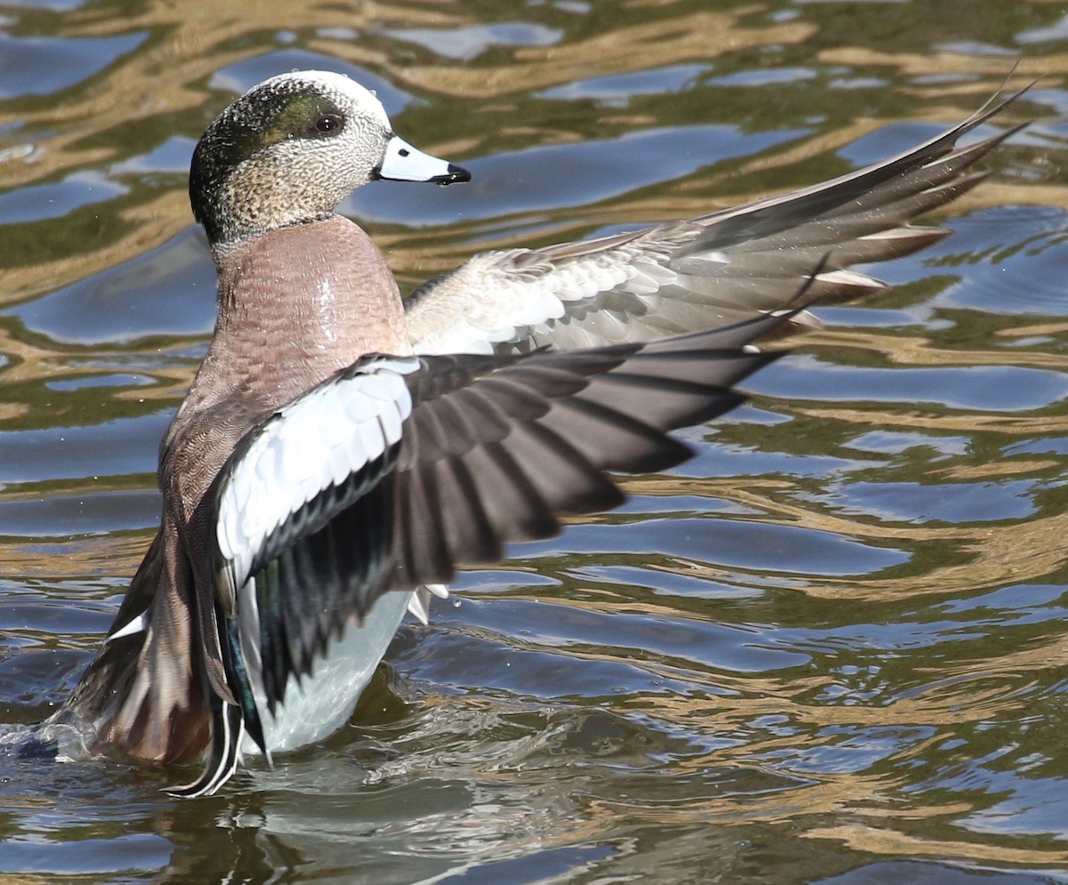 American Wigeon - Michael Wartenberg