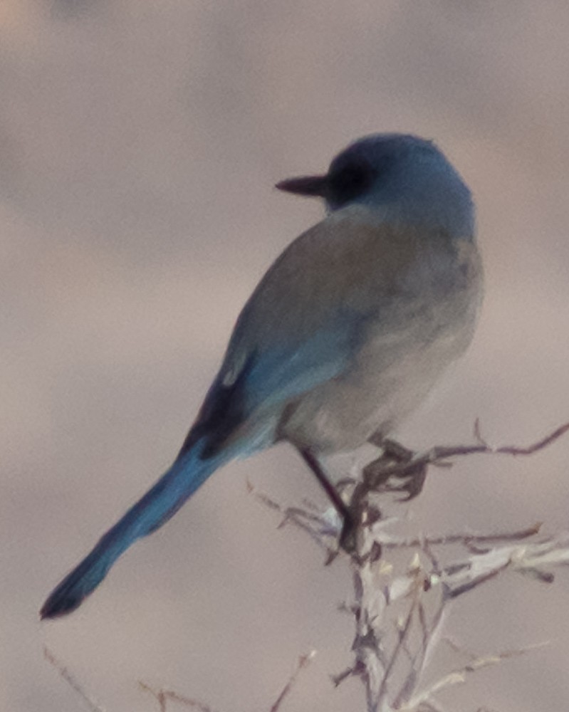 Woodhouse's Scrub-Jay - ML199719701