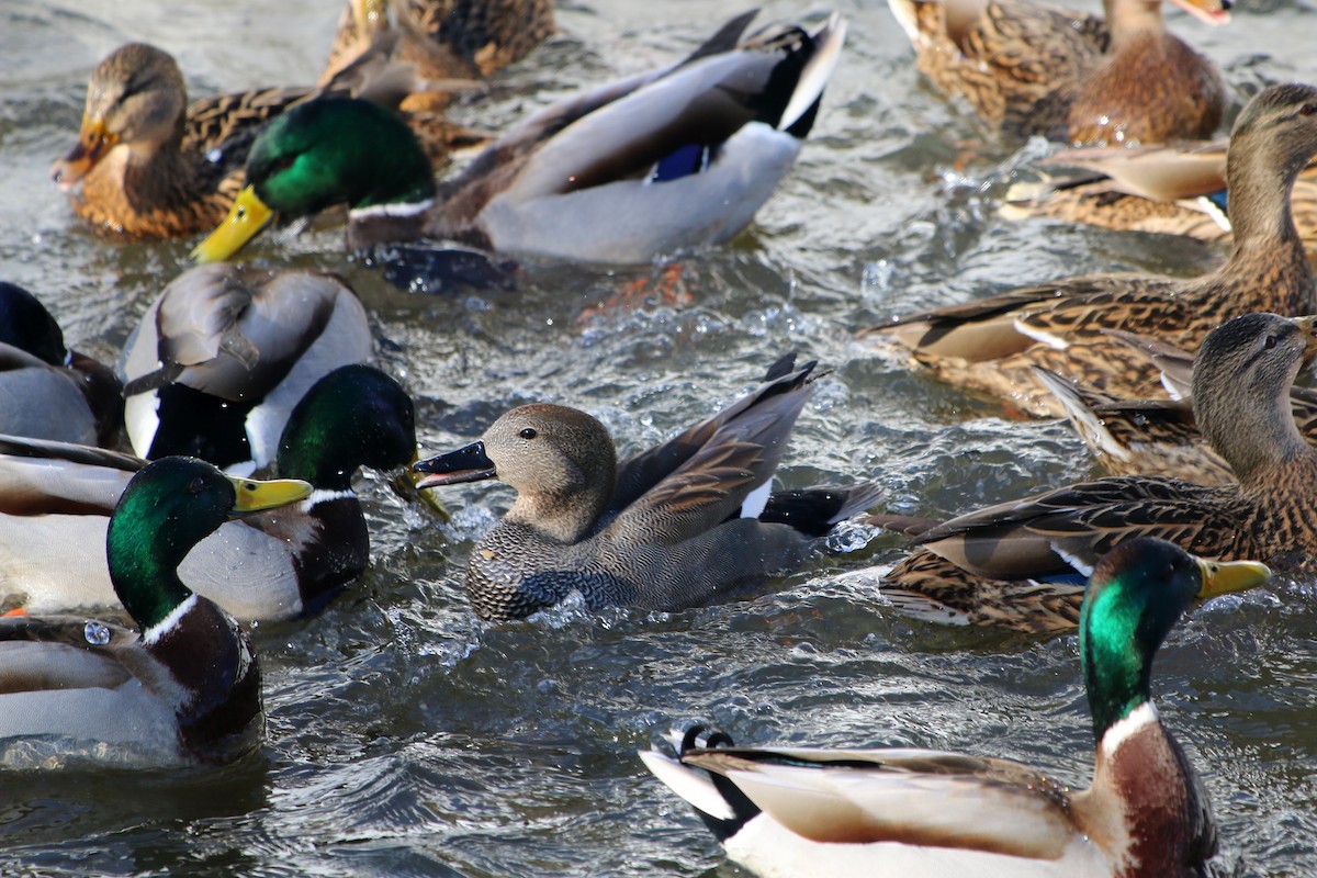 Gadwall (Common) - Stanislav Cherepushkin