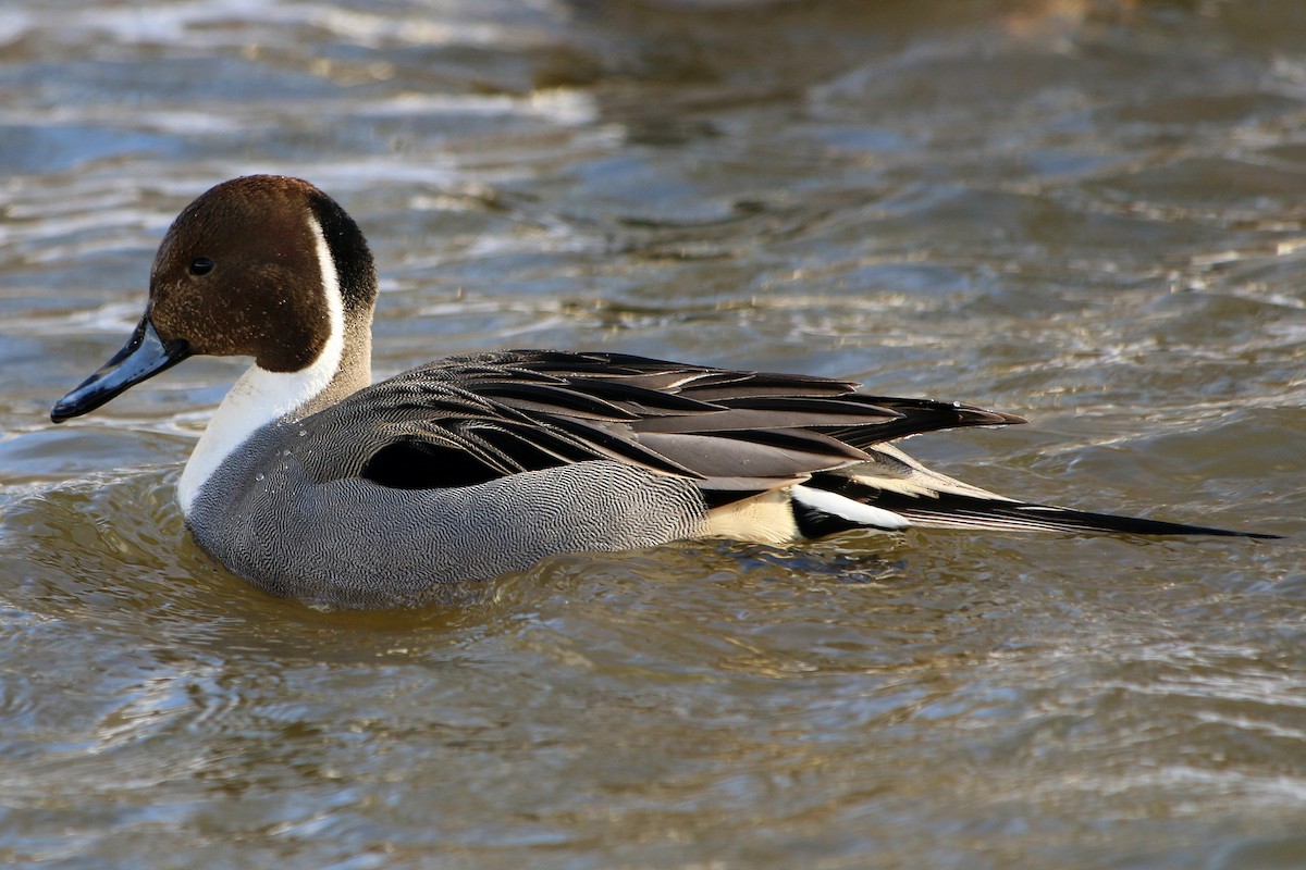 Northern Pintail - Stanislav Cherepushkin