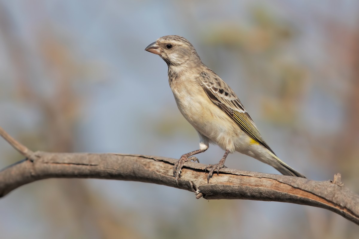 Black-throated Canary - Marco Valentini