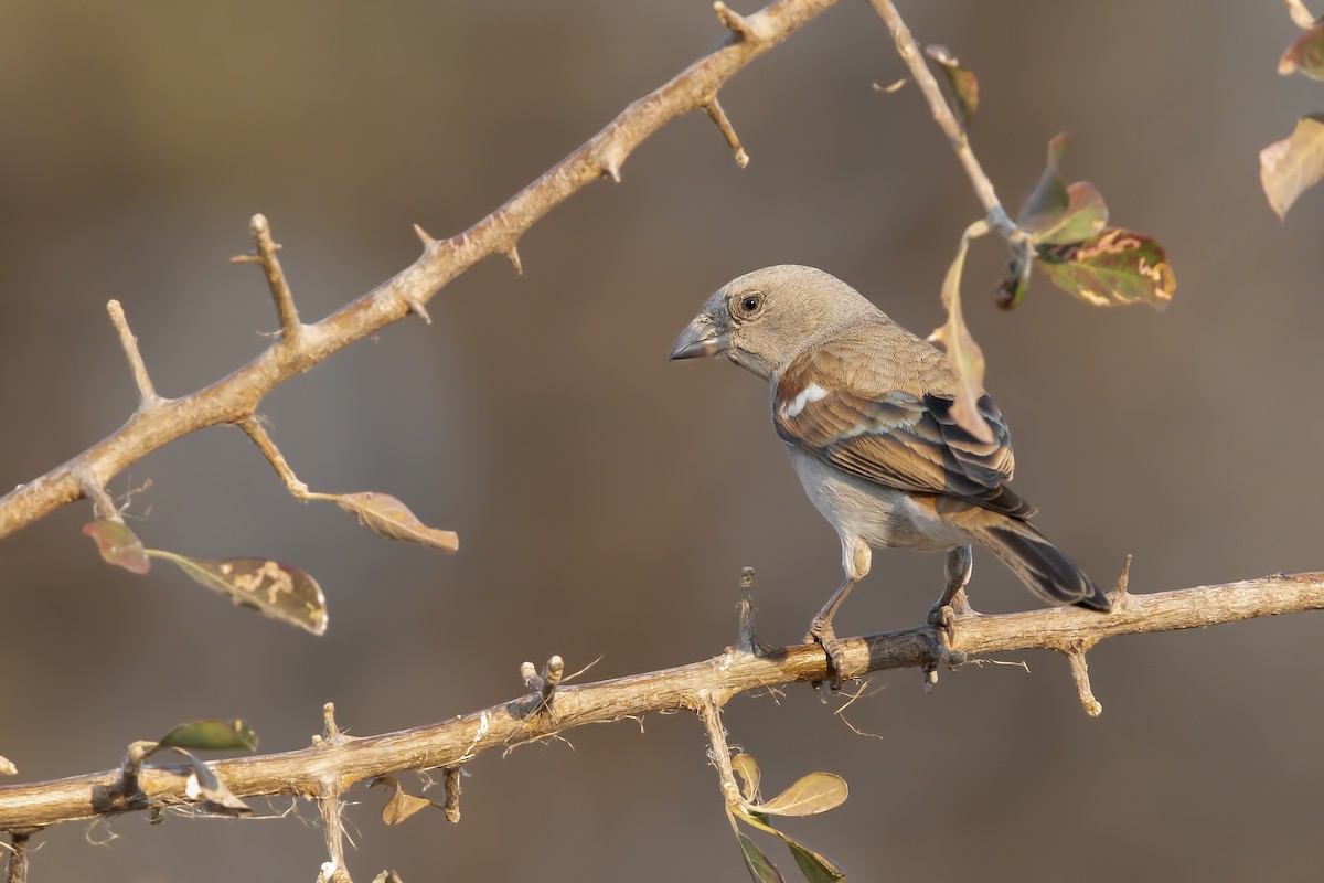 Southern Gray-headed Sparrow - Marco Valentini
