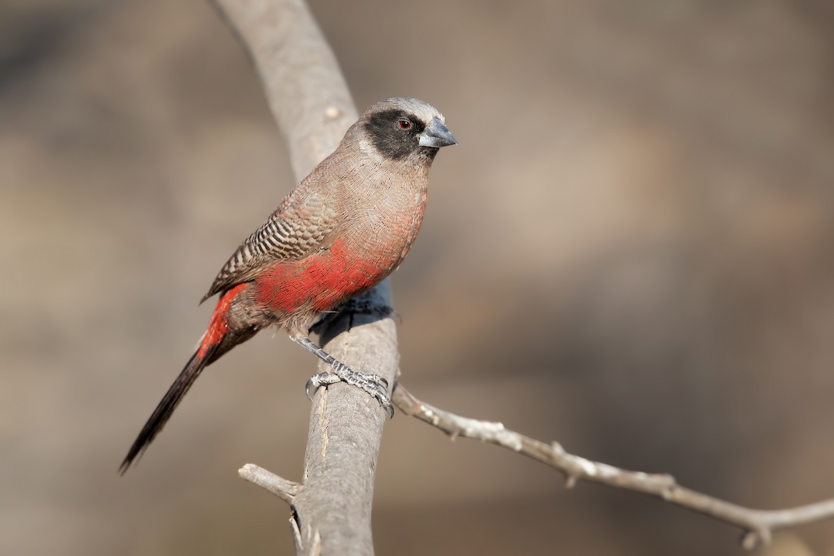 Black-faced Waxbill - Marco Valentini
