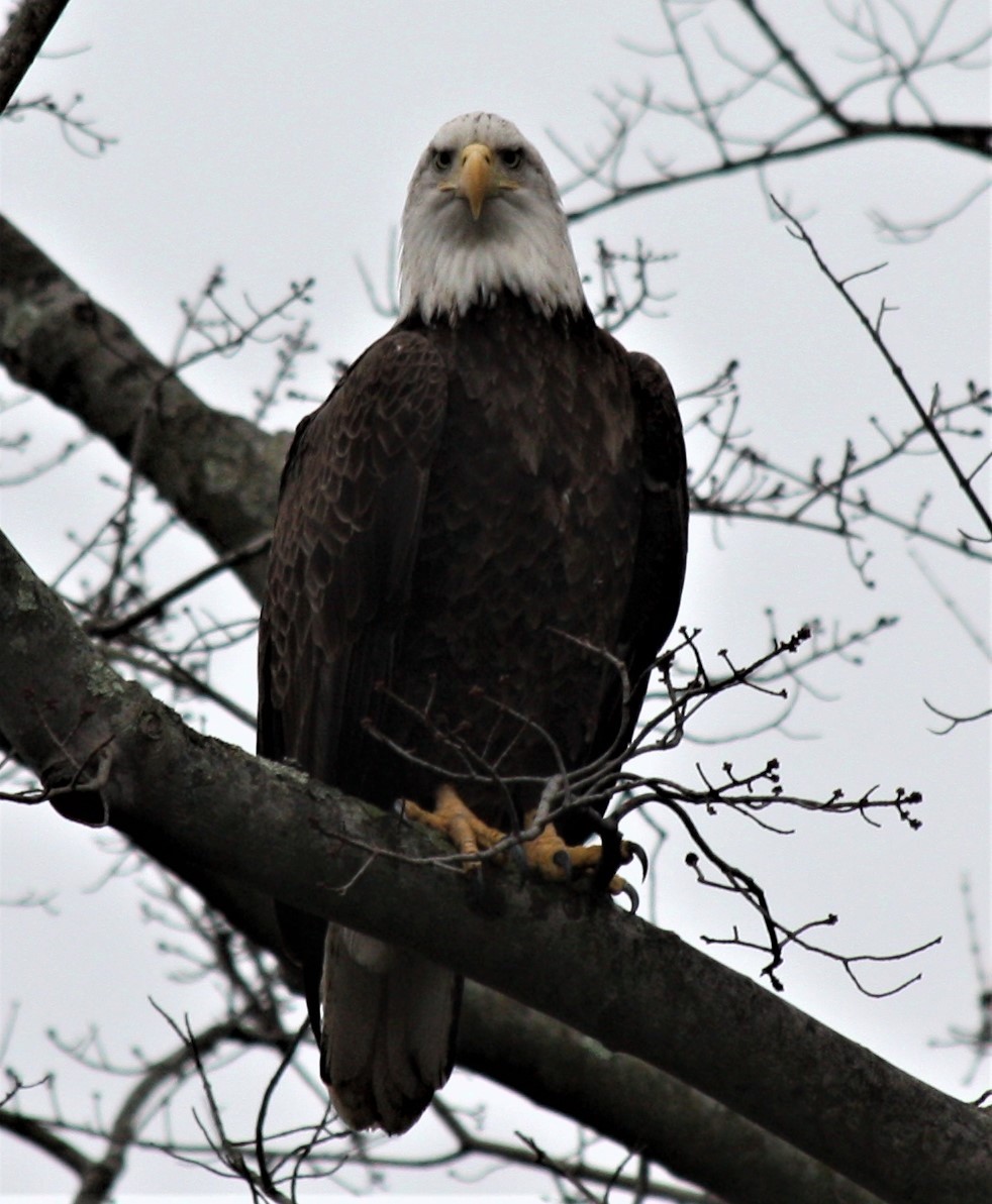 Bald Eagle - ML199724251