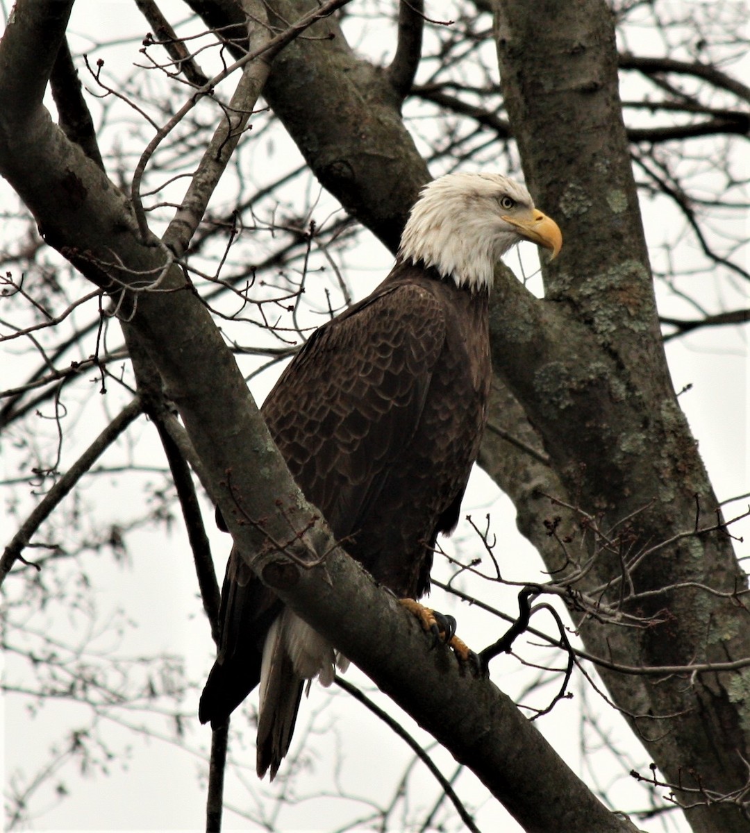 Bald Eagle - ML199724261