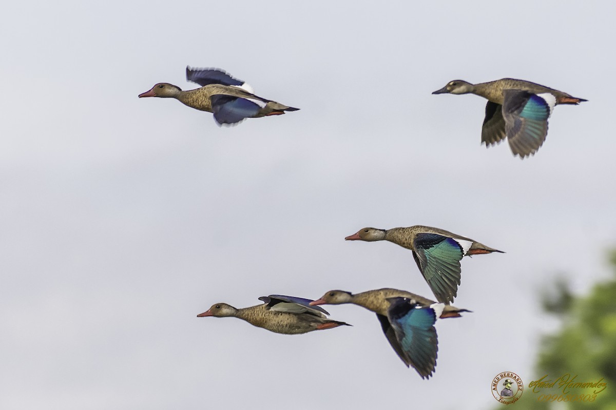 Brazilian Teal - ML199725321