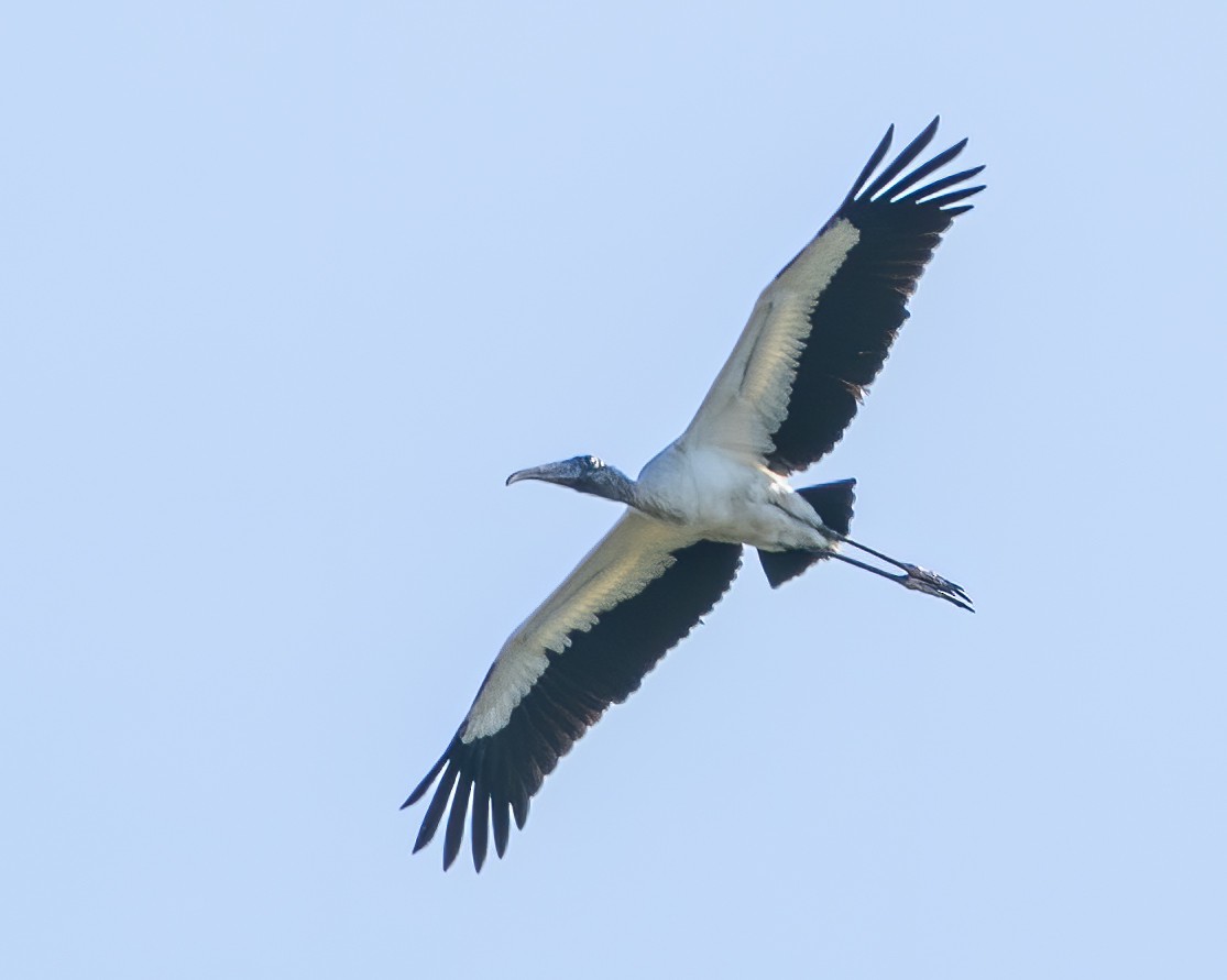 Wood Stork - ML199730781