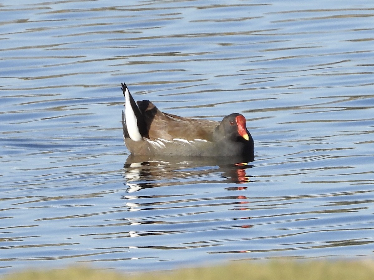 Eurasian Moorhen - ML199734021