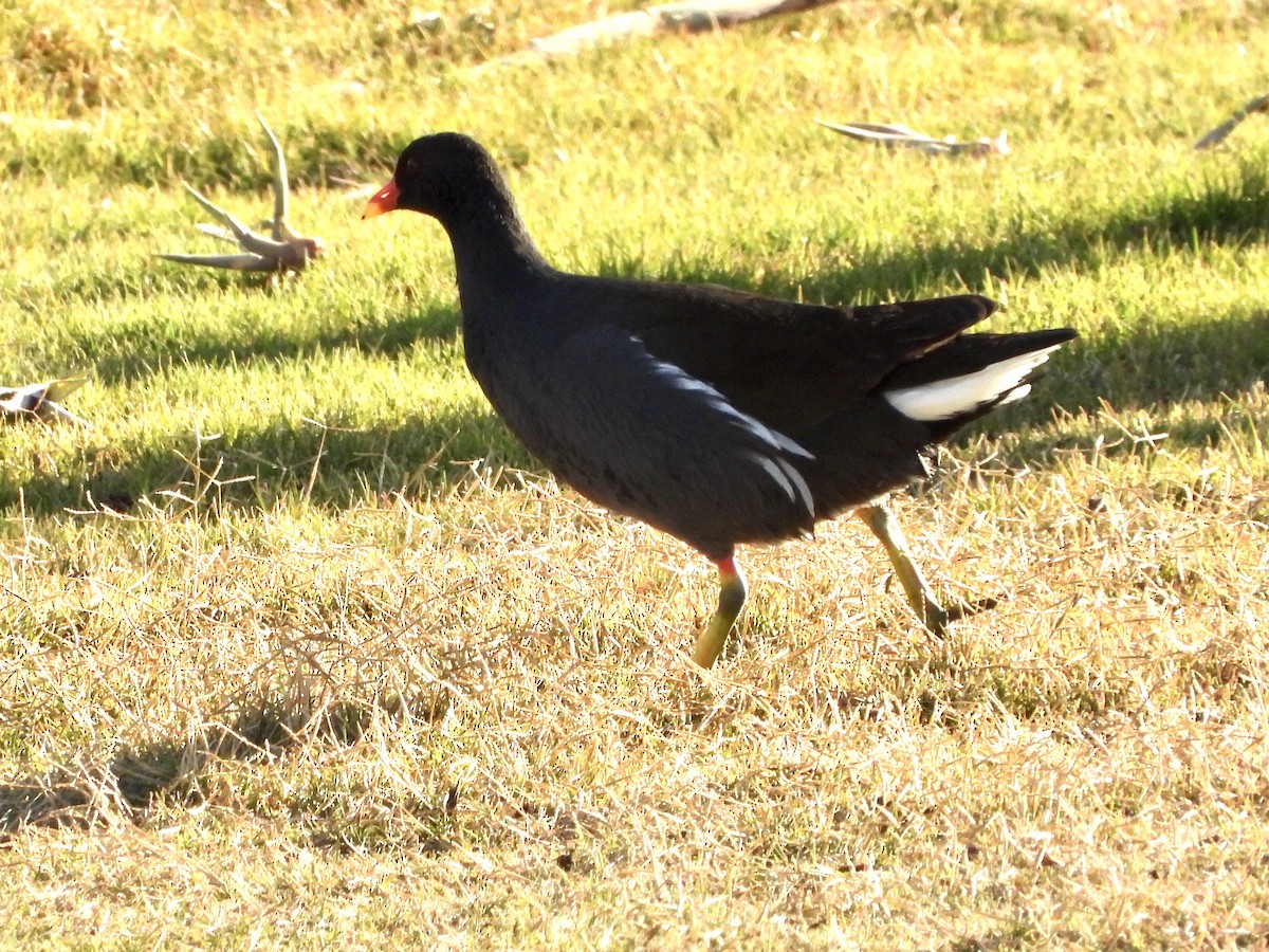 Eurasian Moorhen - GARY DOUGLAS