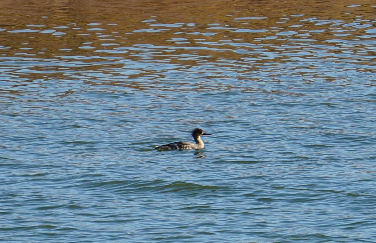 Red-breasted Merganser - ML199734601